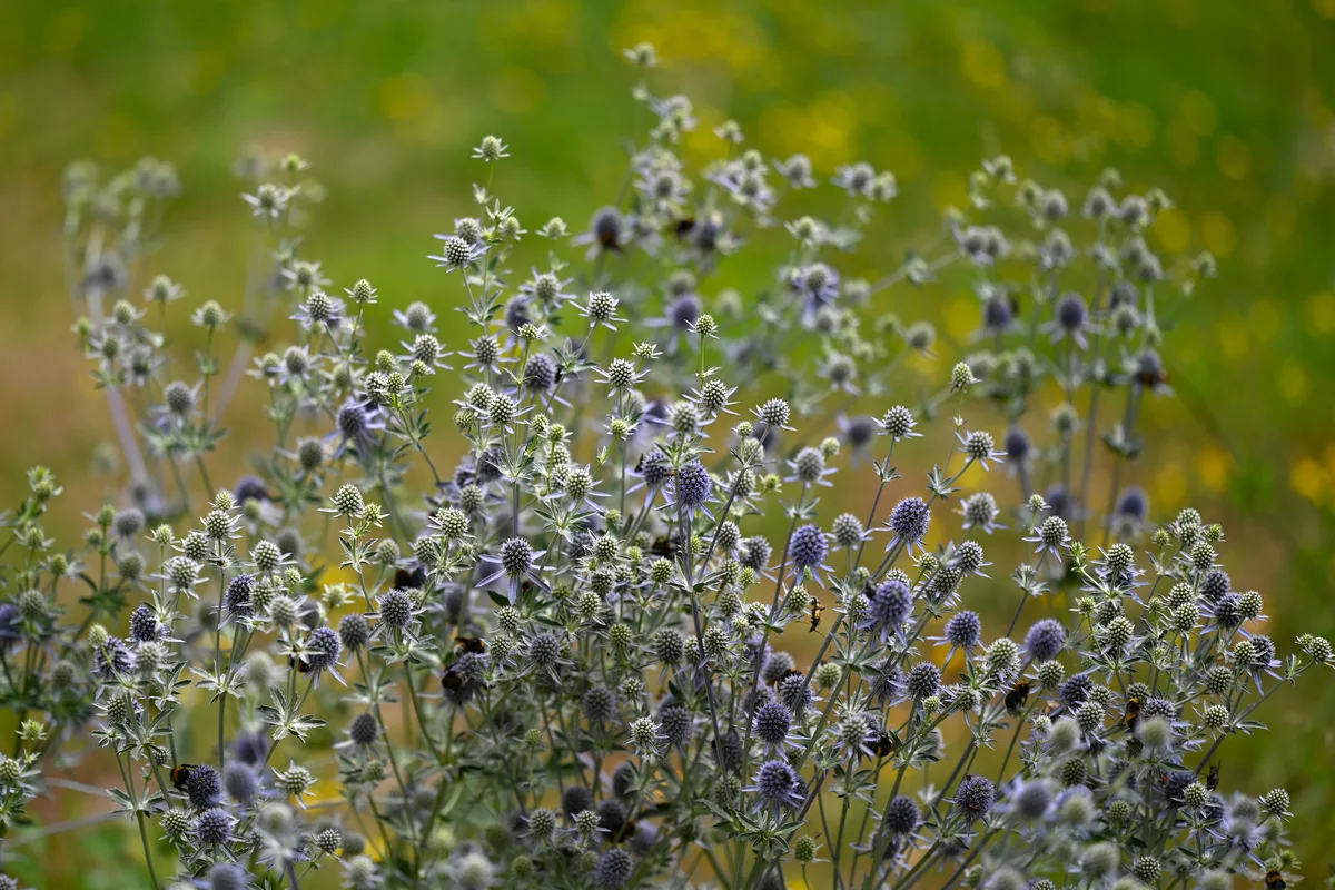 Blue Eryngo (Eryngium planum)