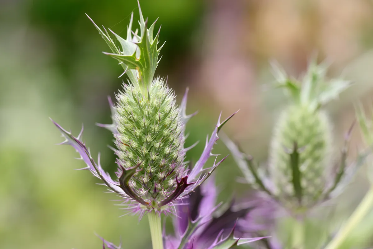 Leavenworth Eryngo