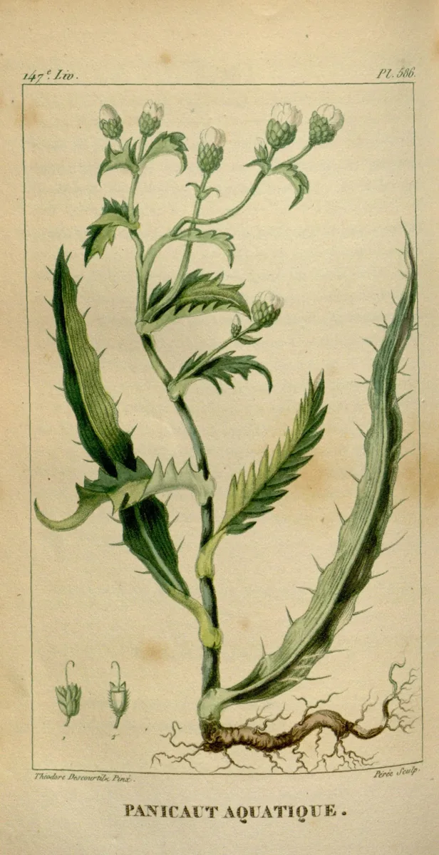 Button Eryngo