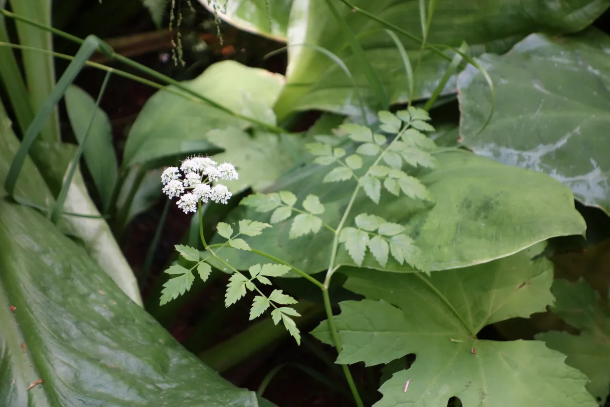 Parsley Water Dropwort (Oenanthe sarmentosa)