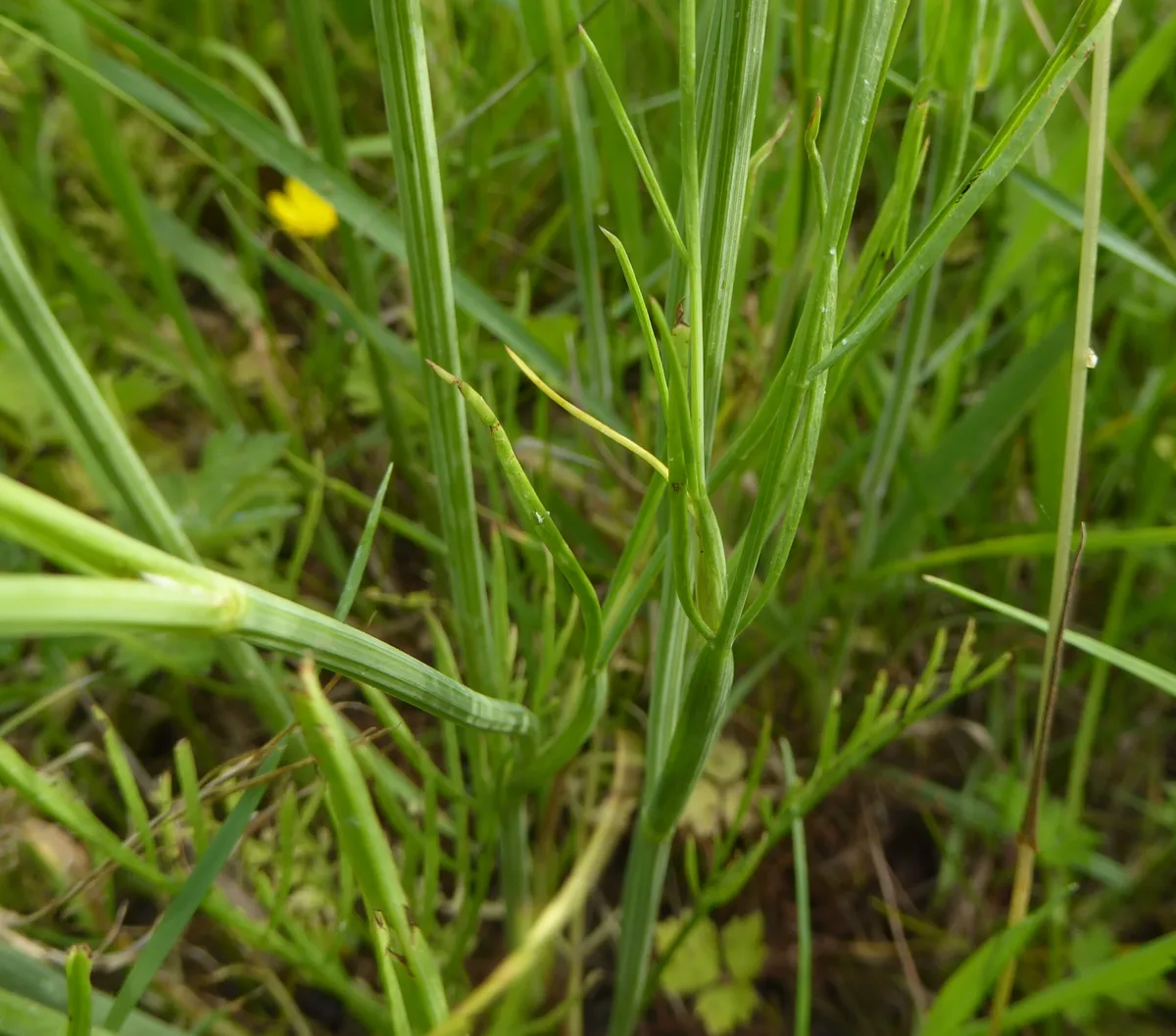 Fine Leaf Water Dropwort