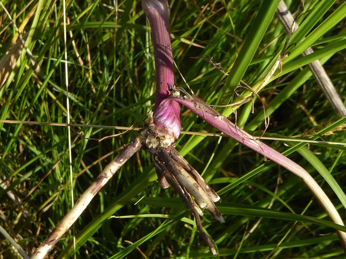 Corky Fruit Water Dropwort