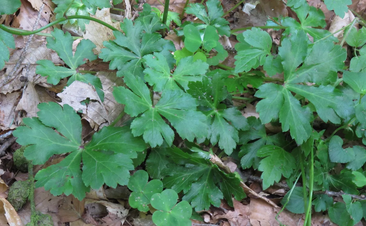Sanicle (Sanicula europaea)