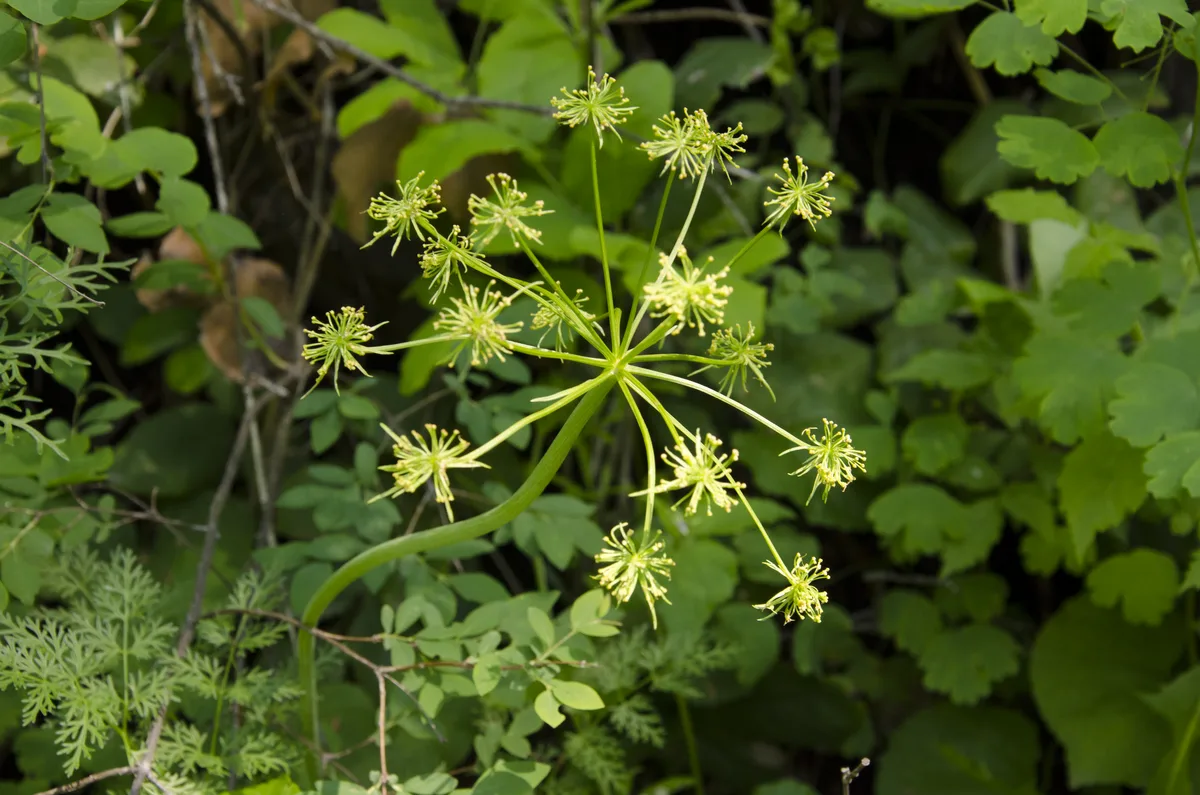 Fernleaf Biscuitroot (Lomatium dissectum var. multifidum)