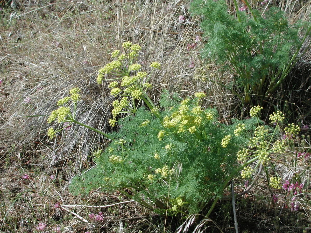 Gray Biscuitroot (Lomatium grayi)