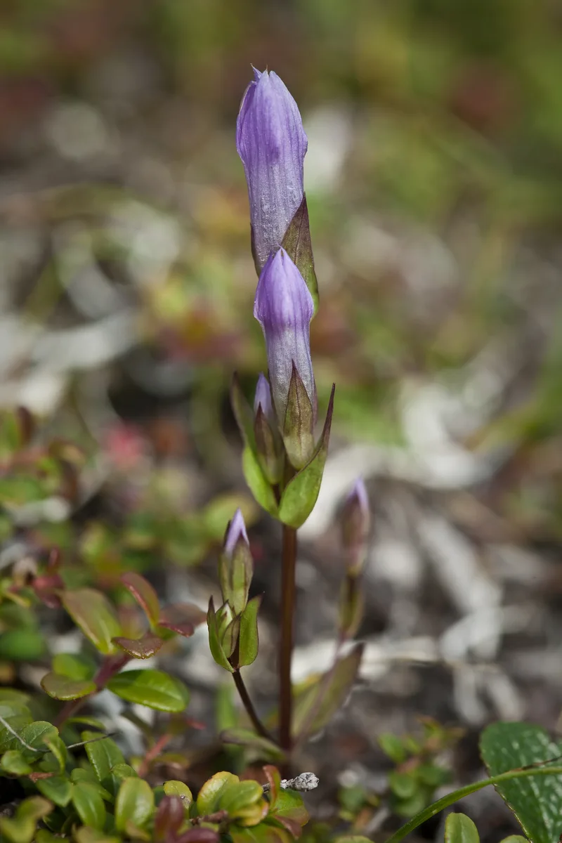 Arctic Gentian (Gentianella propinqua)