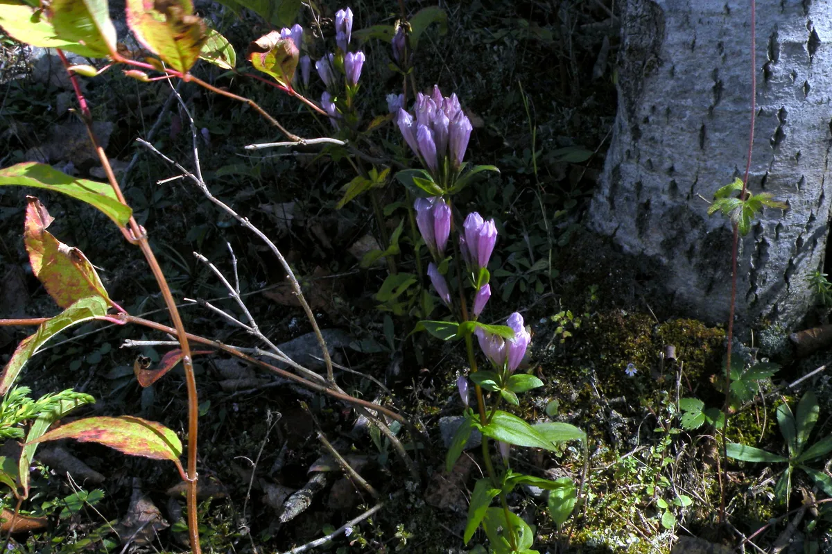 Slender Gentian (Gentianella quinquefolia)