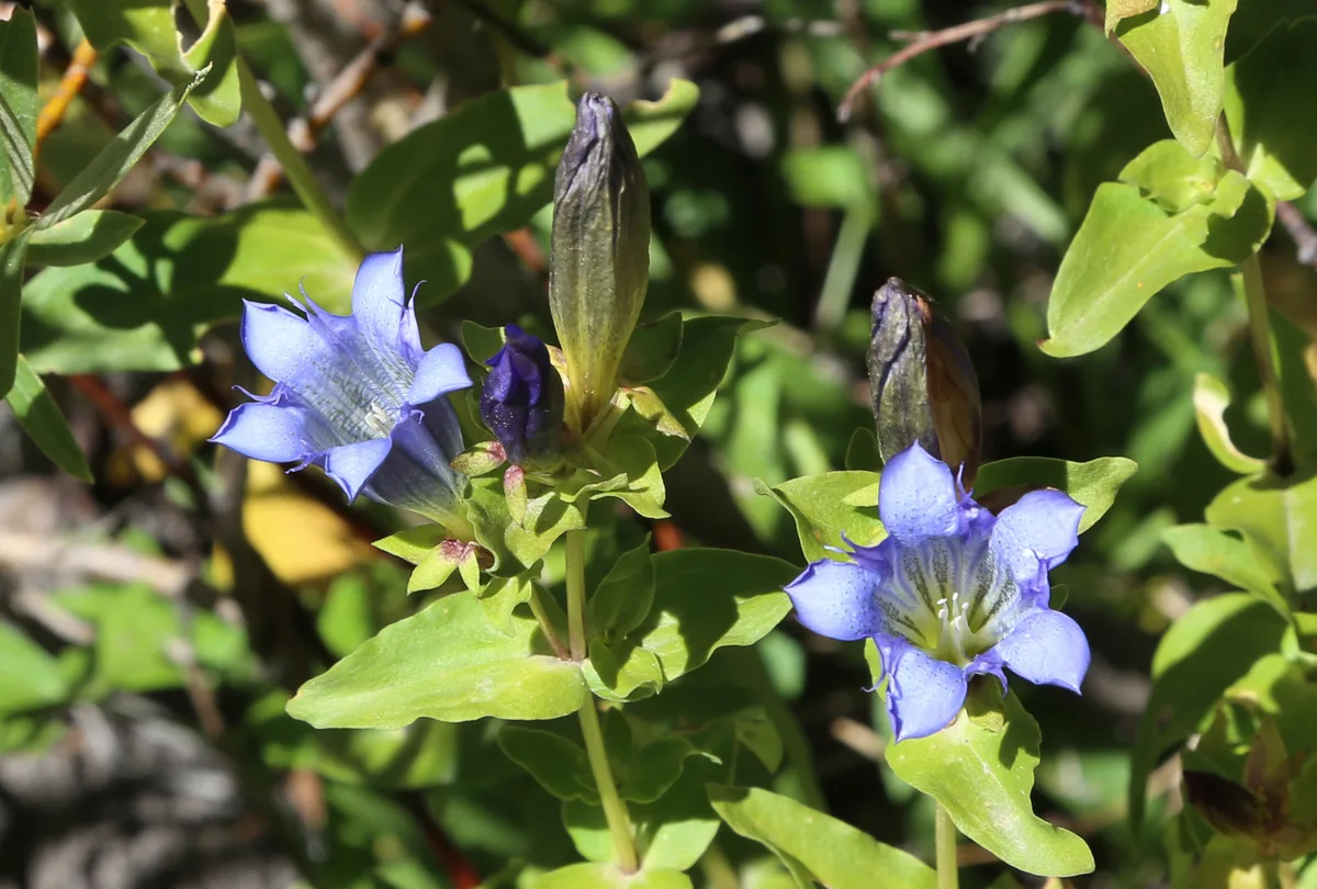 Explorer Gentian