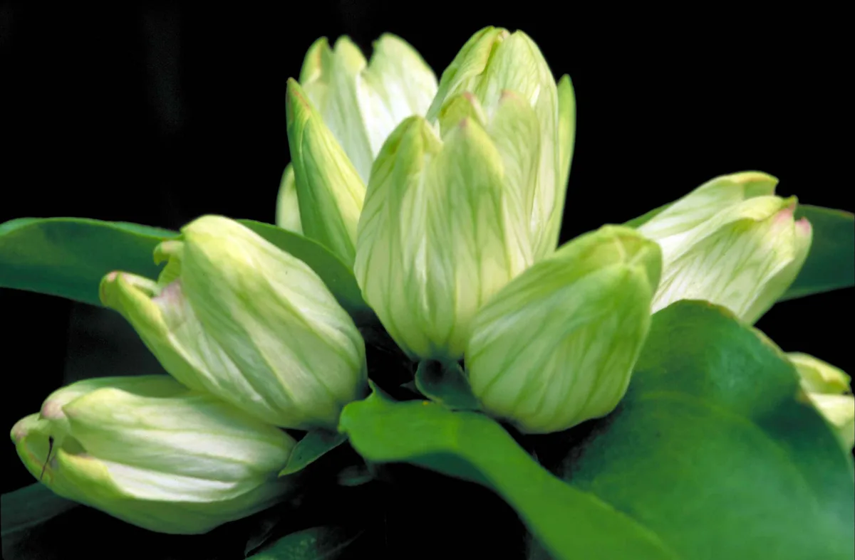Pale Gentian