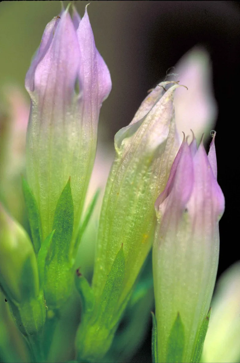 Stiff Gentian (Gentianella quinquefolia subsp. occidentalis)
