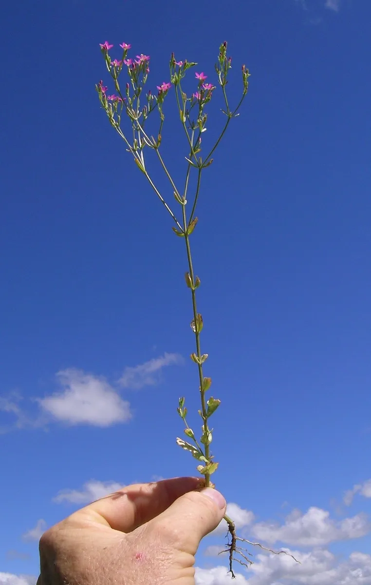 Slender Centaury (Centaurium tenuiflorum)