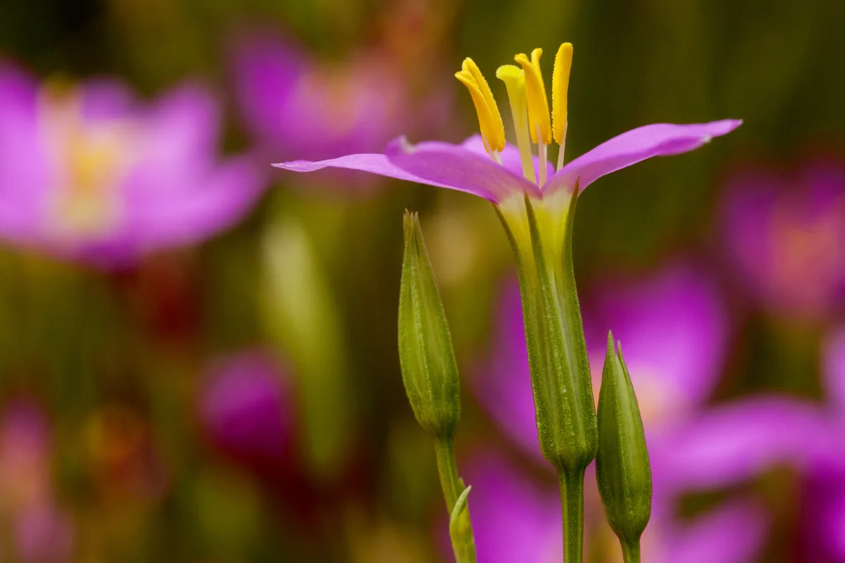 Arizona Centaury (Zeltnera arizonica)