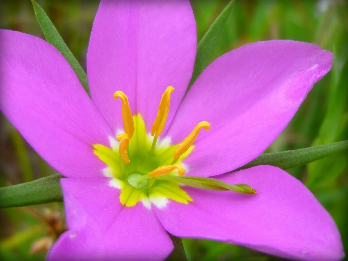 Rosy Centaury (Zeltnera venusta)