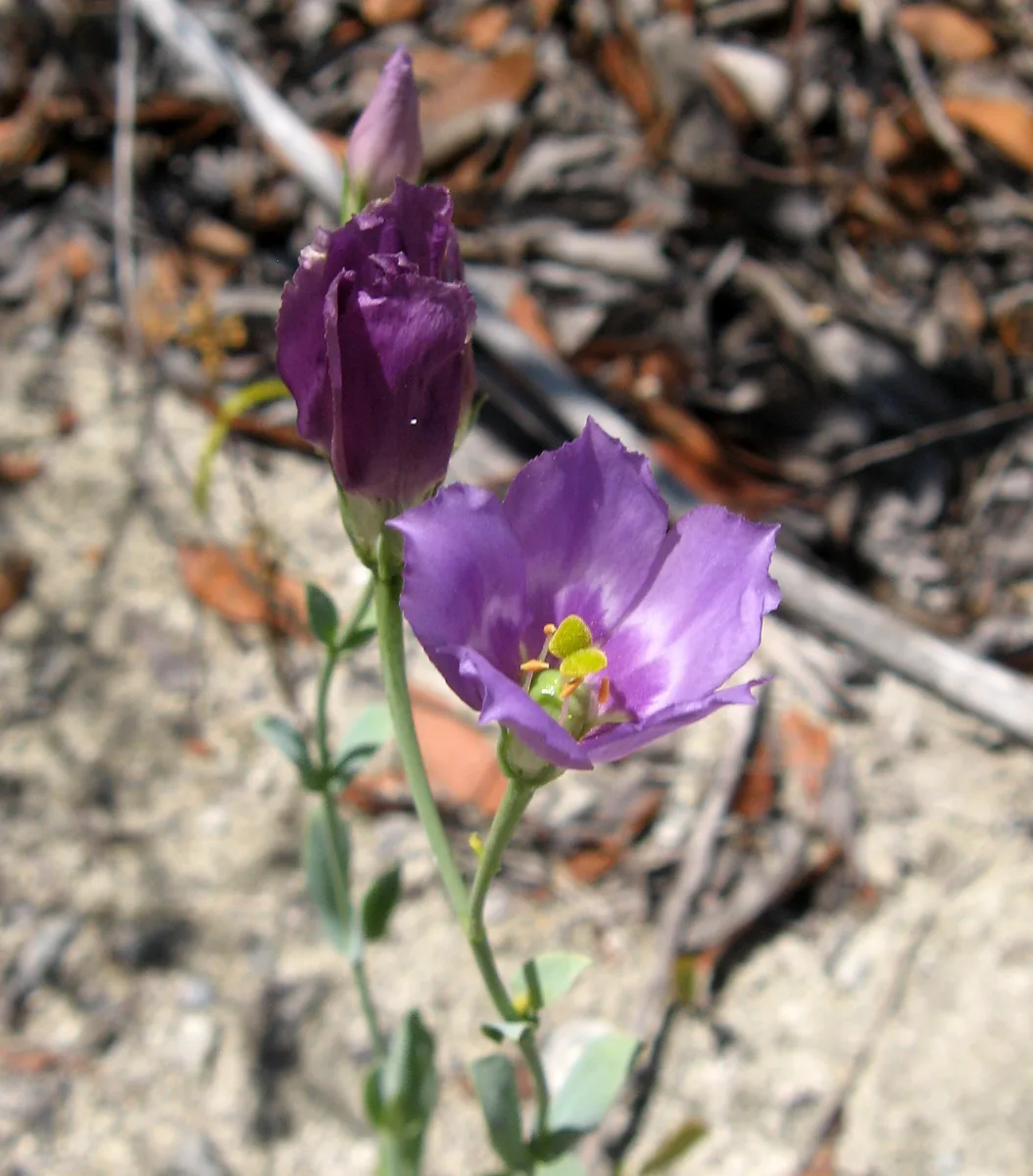 Catchfly Gentian (Eustoma exaltatum)