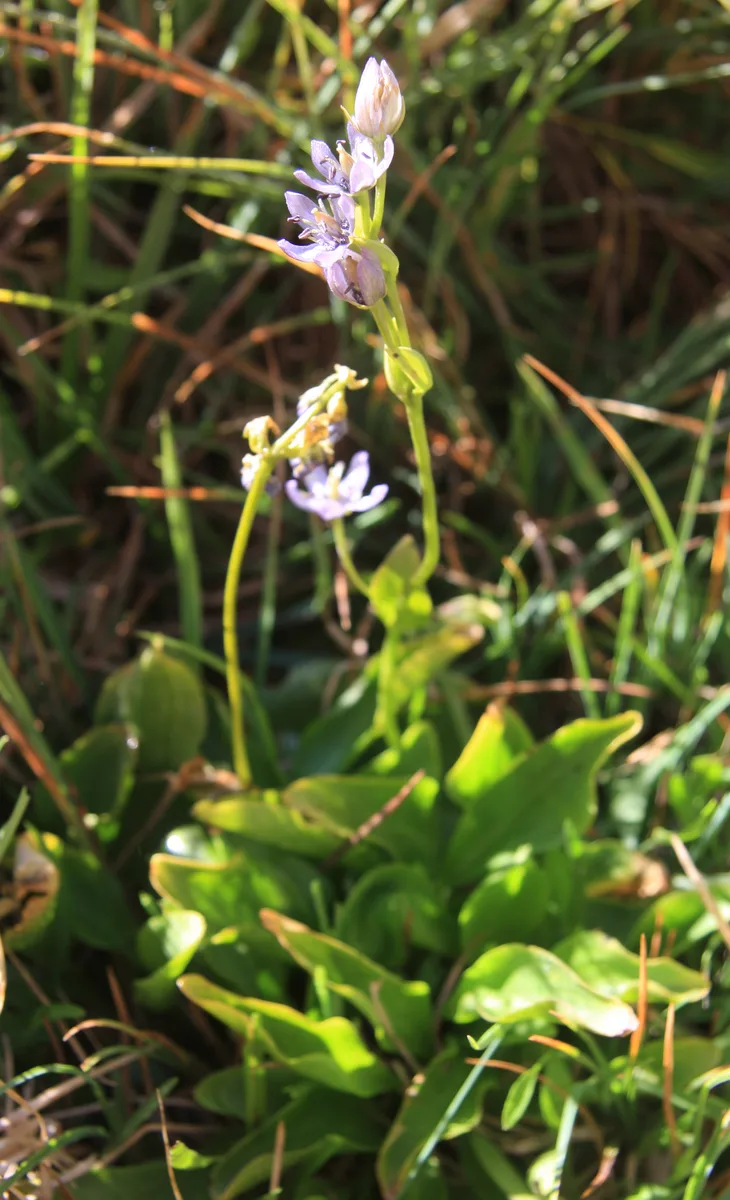 Marsh Felwort (Swertia perennis)
