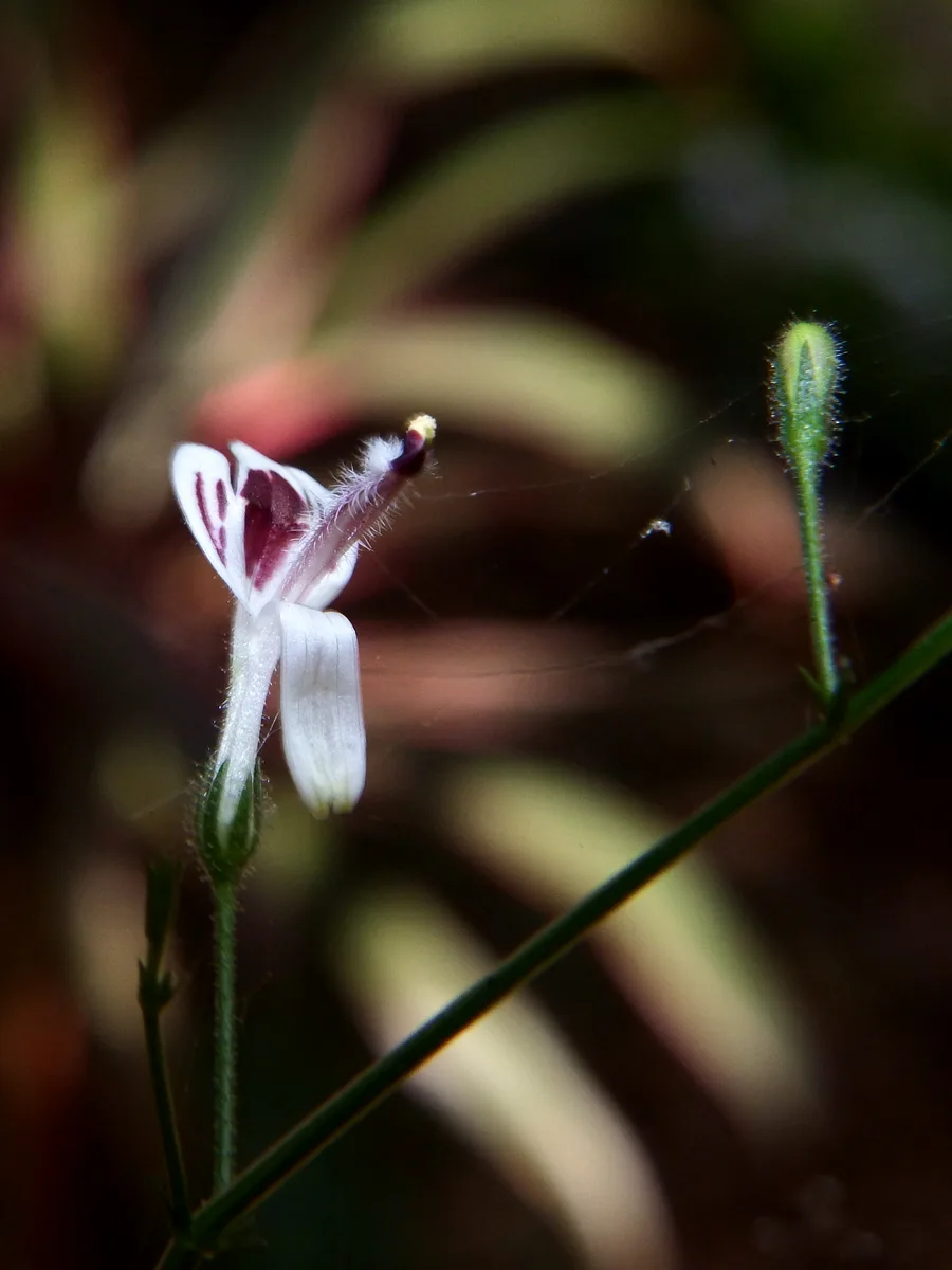Himalayan Swertia (Swertia chirayita)