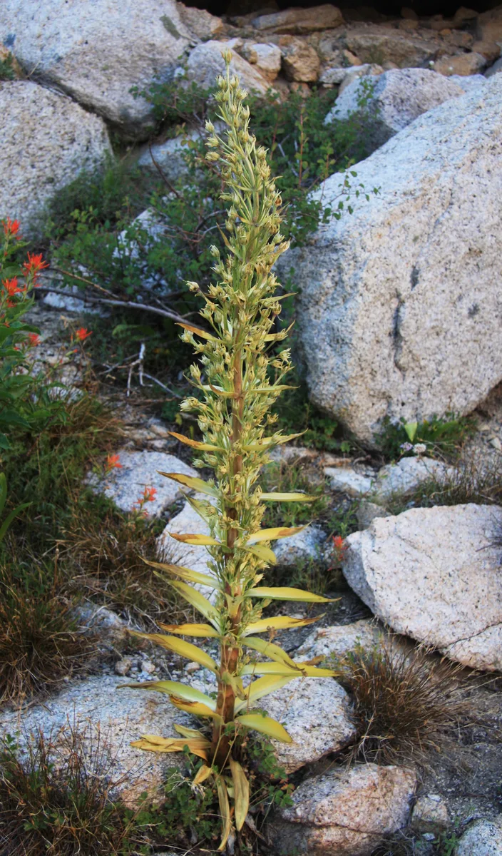 Star Swertia (Swertia radiata)