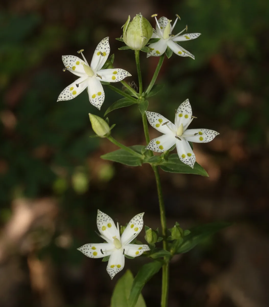 Blue Swertia (Swertia bimaculata)