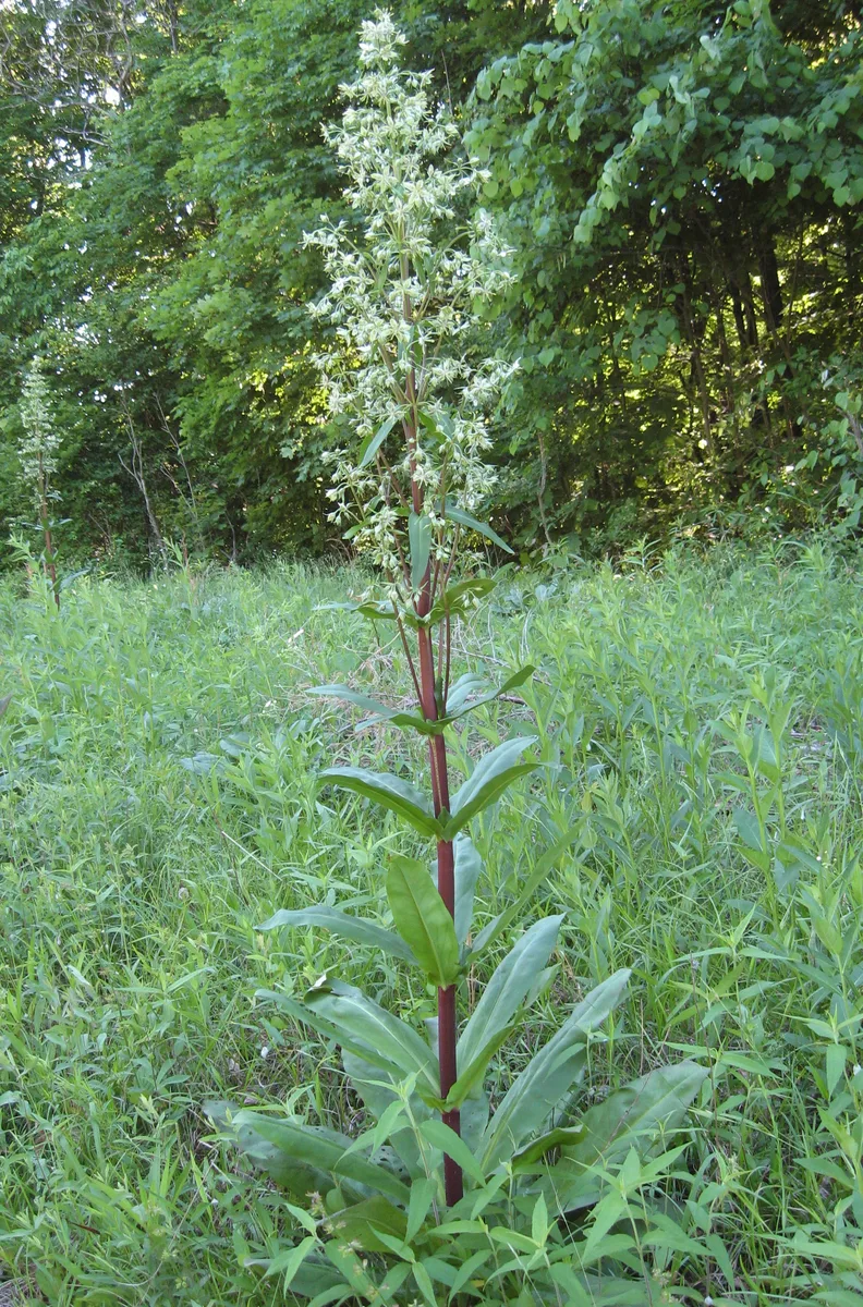 Elkweed (Frasera caroliniensis)