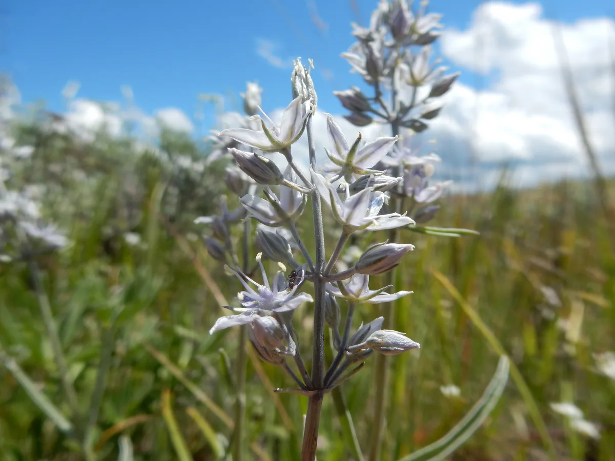 White Frasera (Frasera albicaulis)