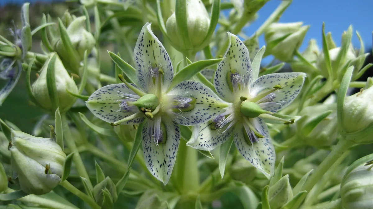 Green Gentian (Frasera fastigiata)