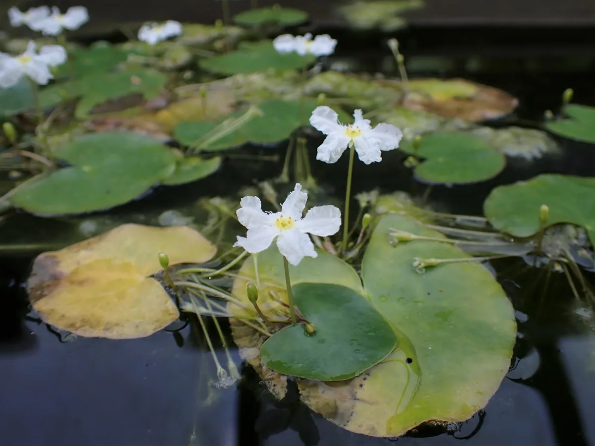 Crested Floating Heart (Nymphoides cristata)