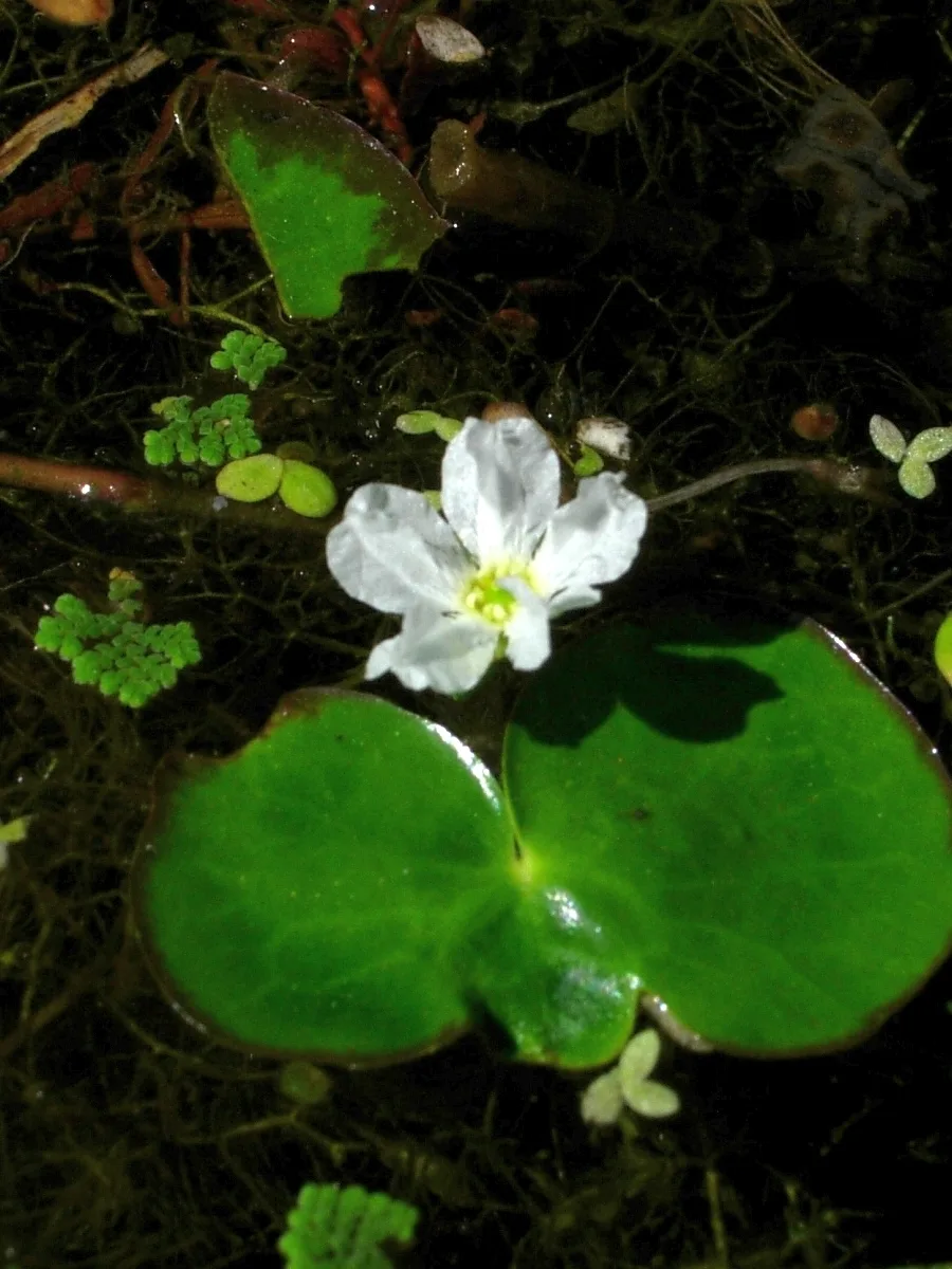Fringed Water Lily (Nymphoides hydrophylla)