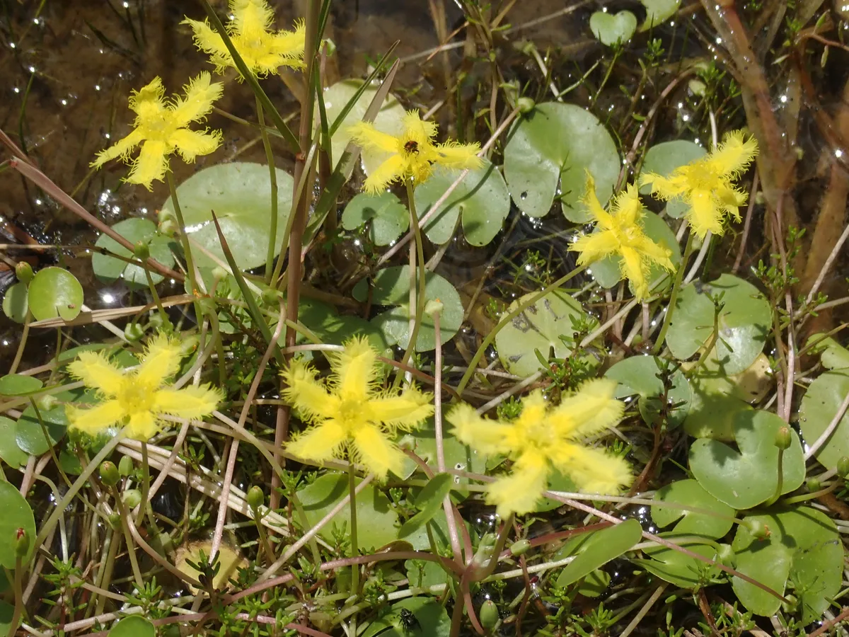 Australian Marshwort (Nymphoides geminata)