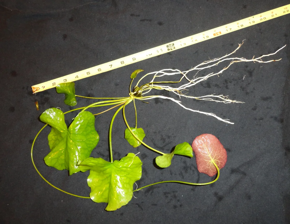 Entire Marshwort (Nymphoides aquatica)