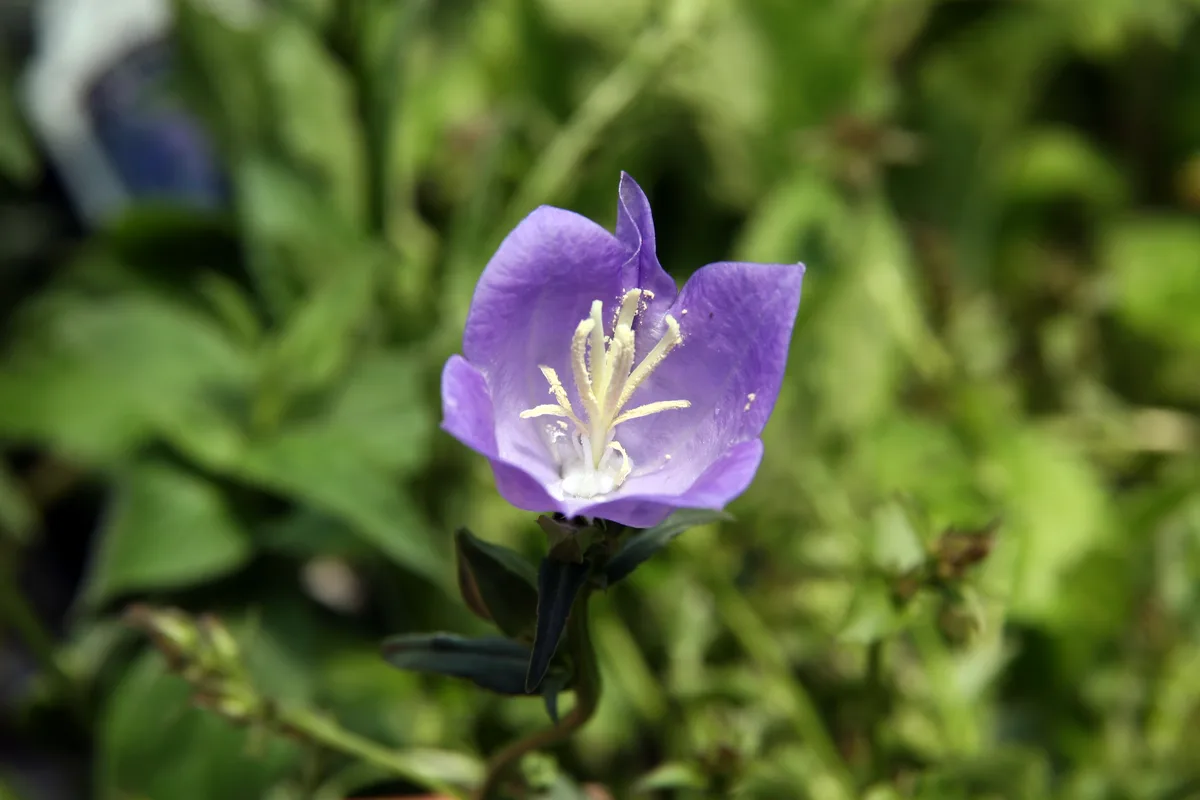 Peach Leaf Bellflower (Campanula persicifolia)