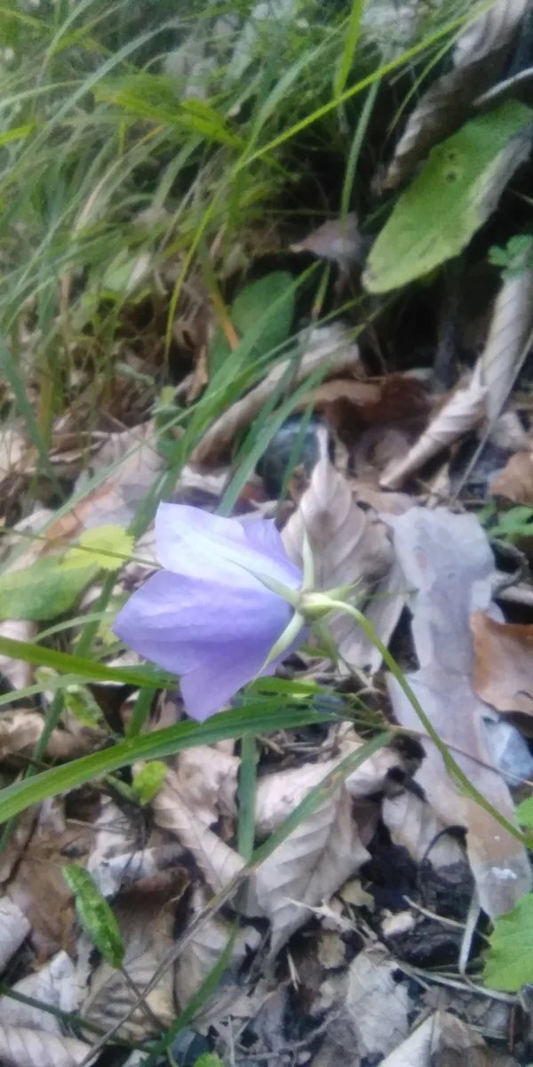 Carpathian Bellflower (Campanula carpatica)