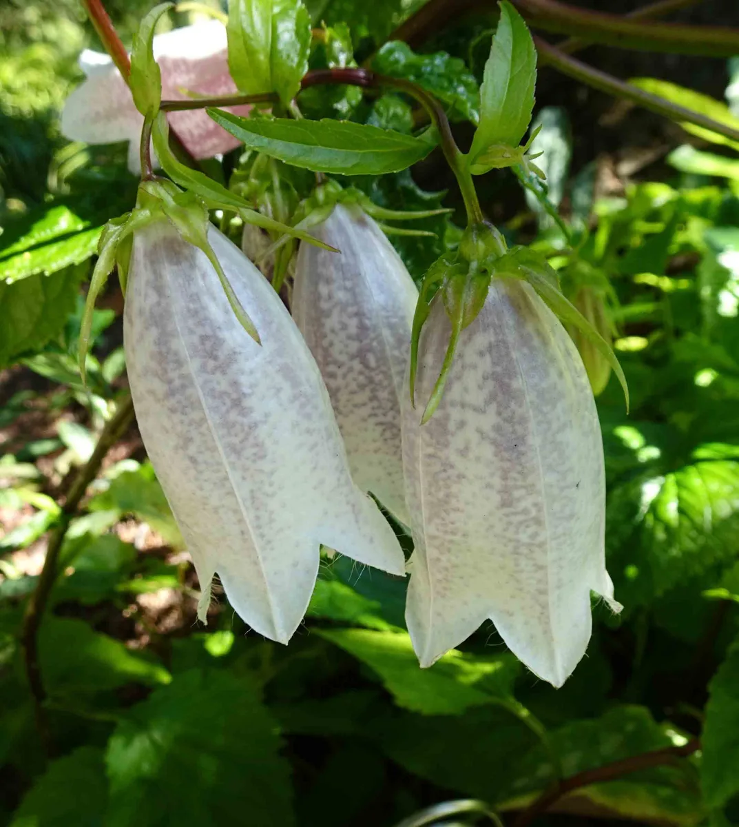 Korean Bellflower (Campanula takesimana)