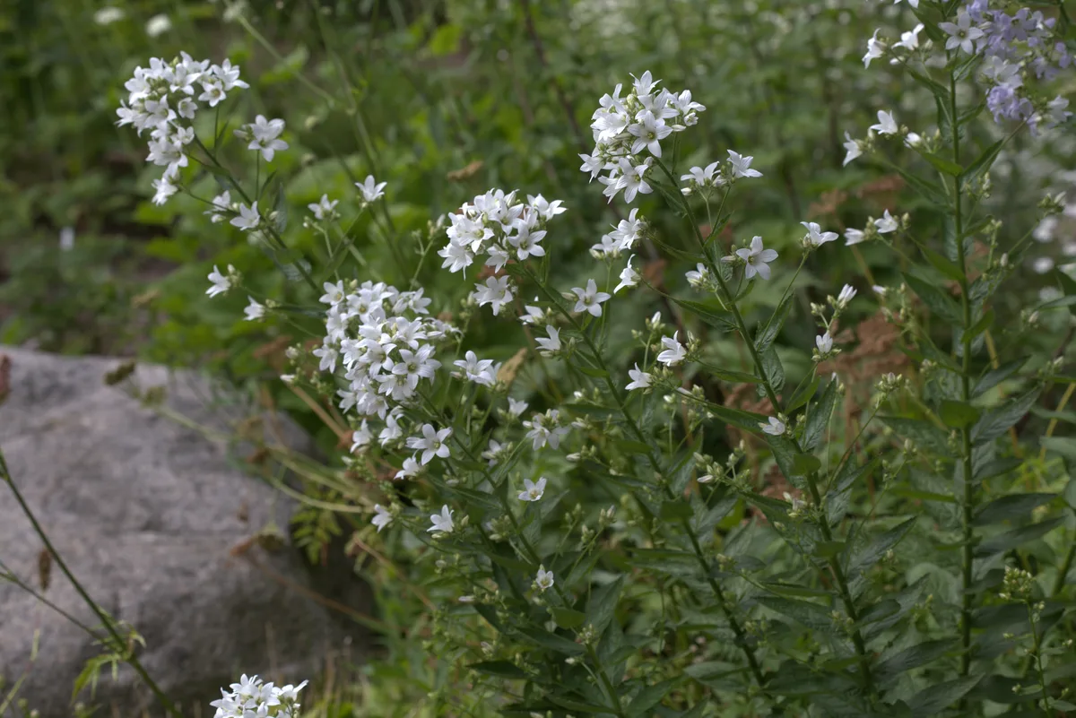 Milky Bellflower (Campanula lactiflora)