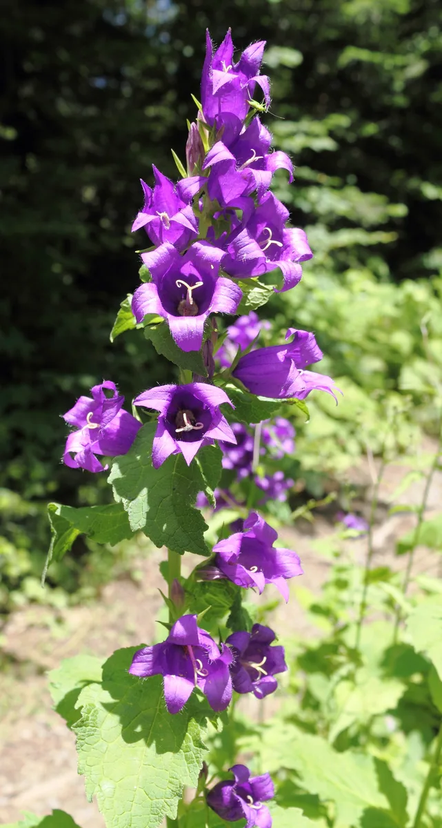 Nettle Leaf Bellflower (Campanula trachelium)