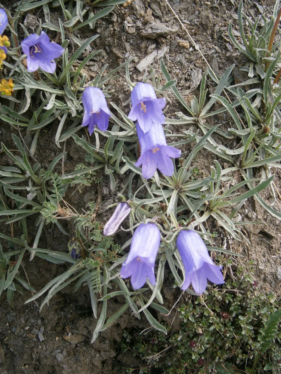 Alpine Bellflower (Campanula alpestris)