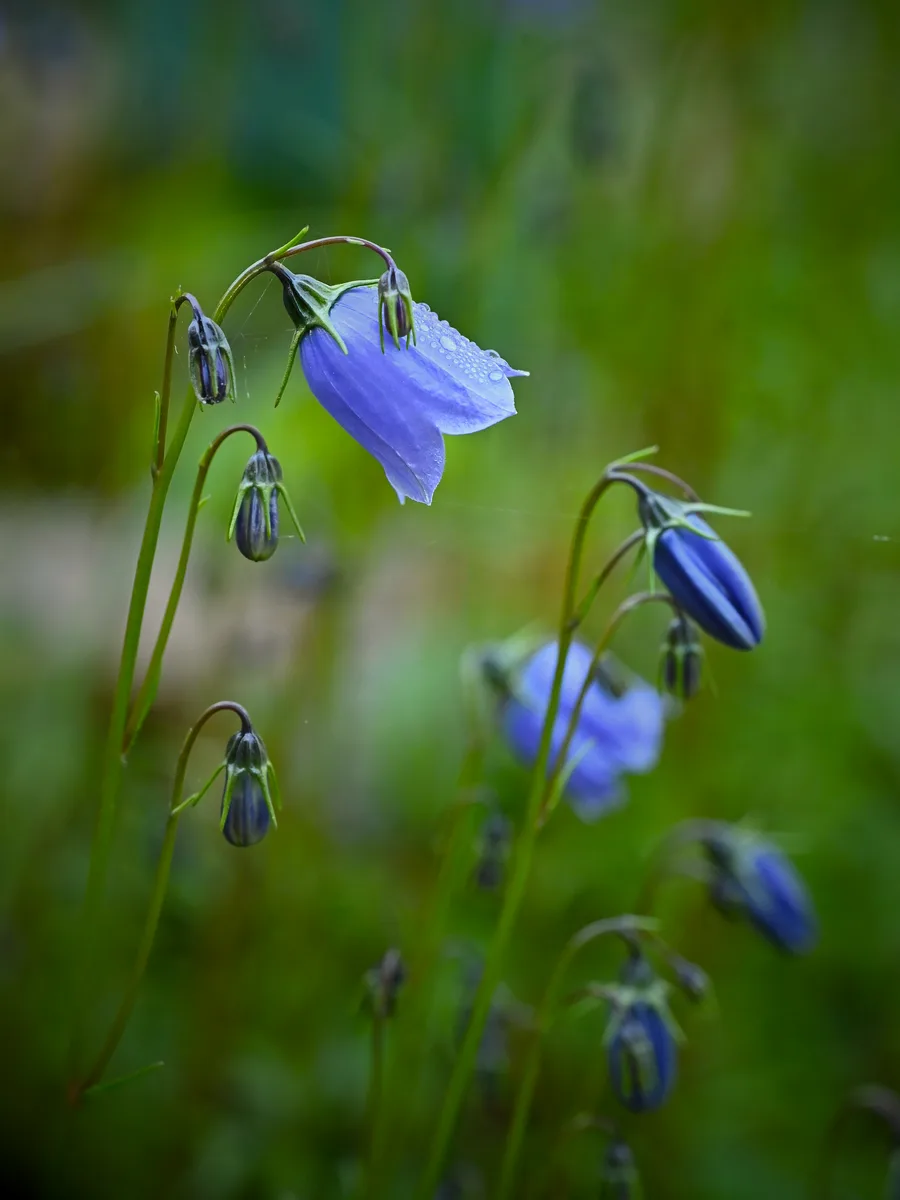 Fairy Thimble Bellflower (Campanula cochleariifolia)