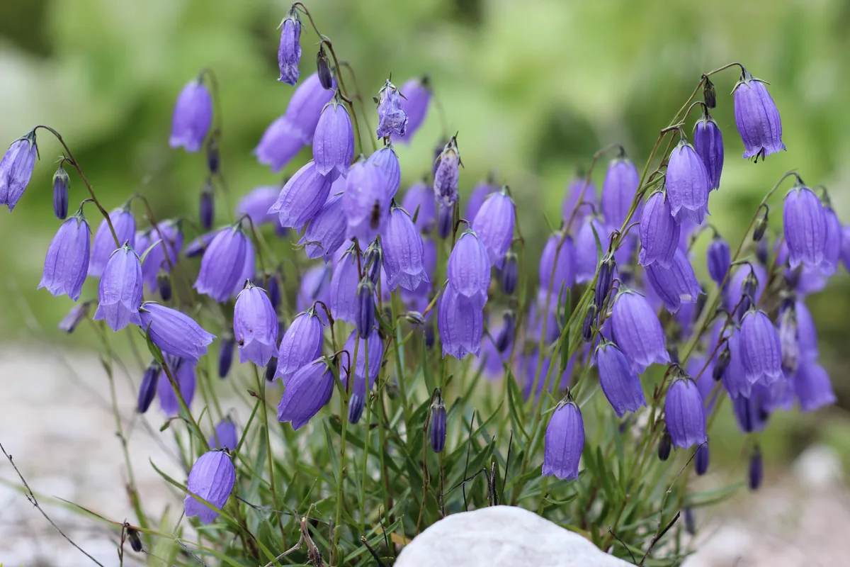 Tussock Bellflower (Campanula cespitosa)