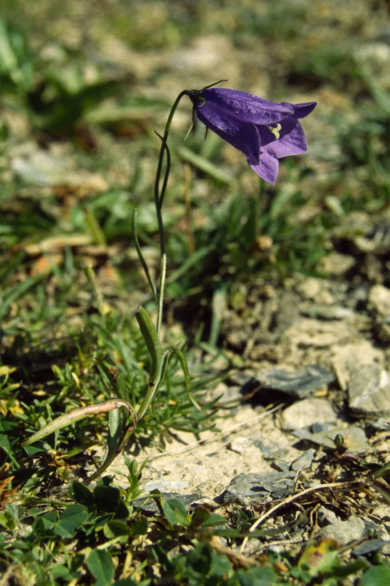 Scheuchzer Bellflower (Campanula scheuchzeri)