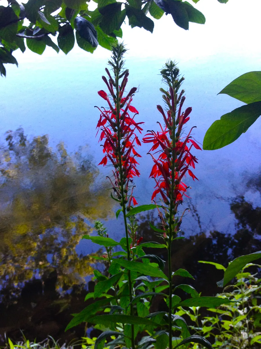 Cardinal Lobelia