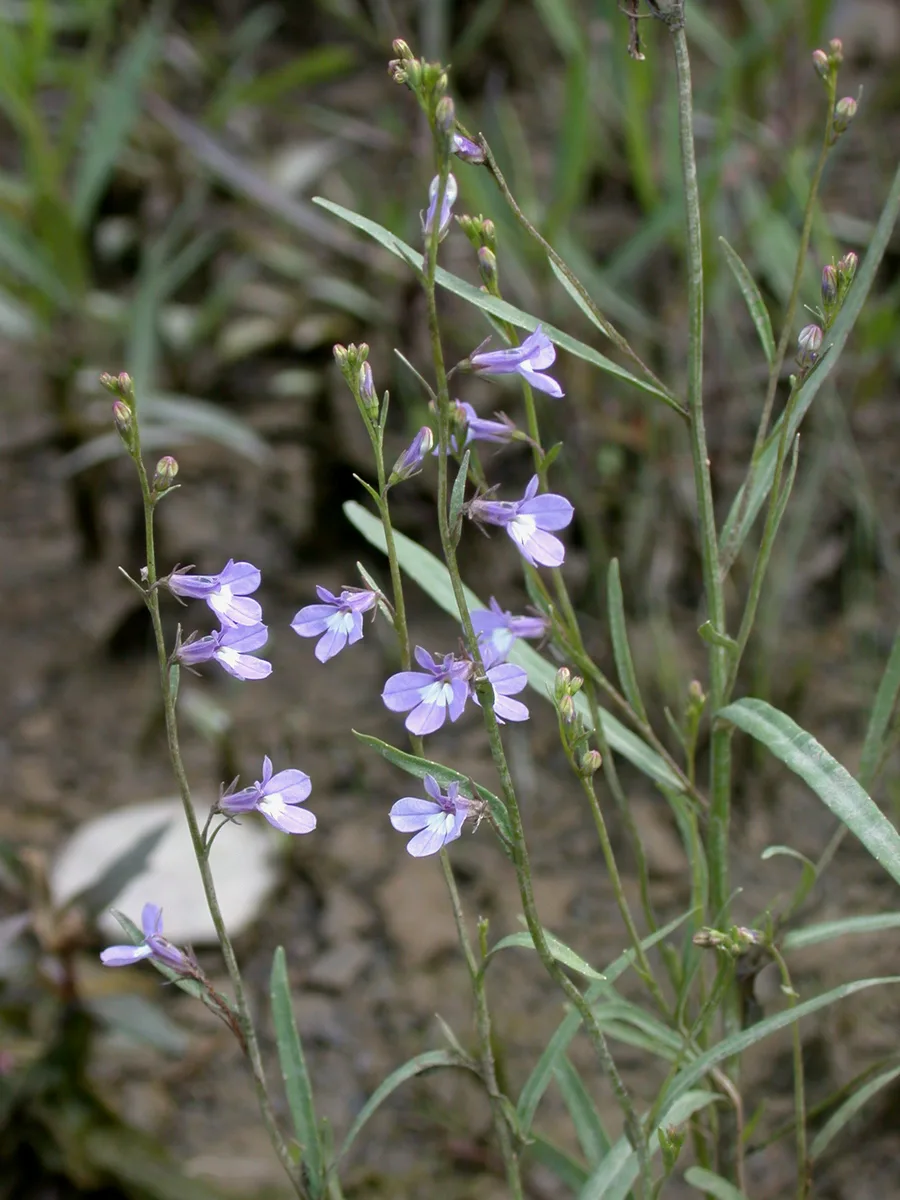 Kalm Lobelia (Lobelia kalmii)