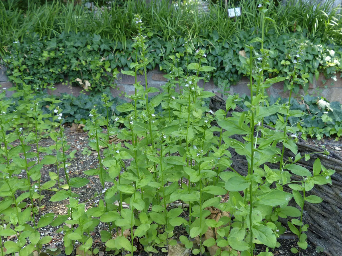 Indian Tobacco