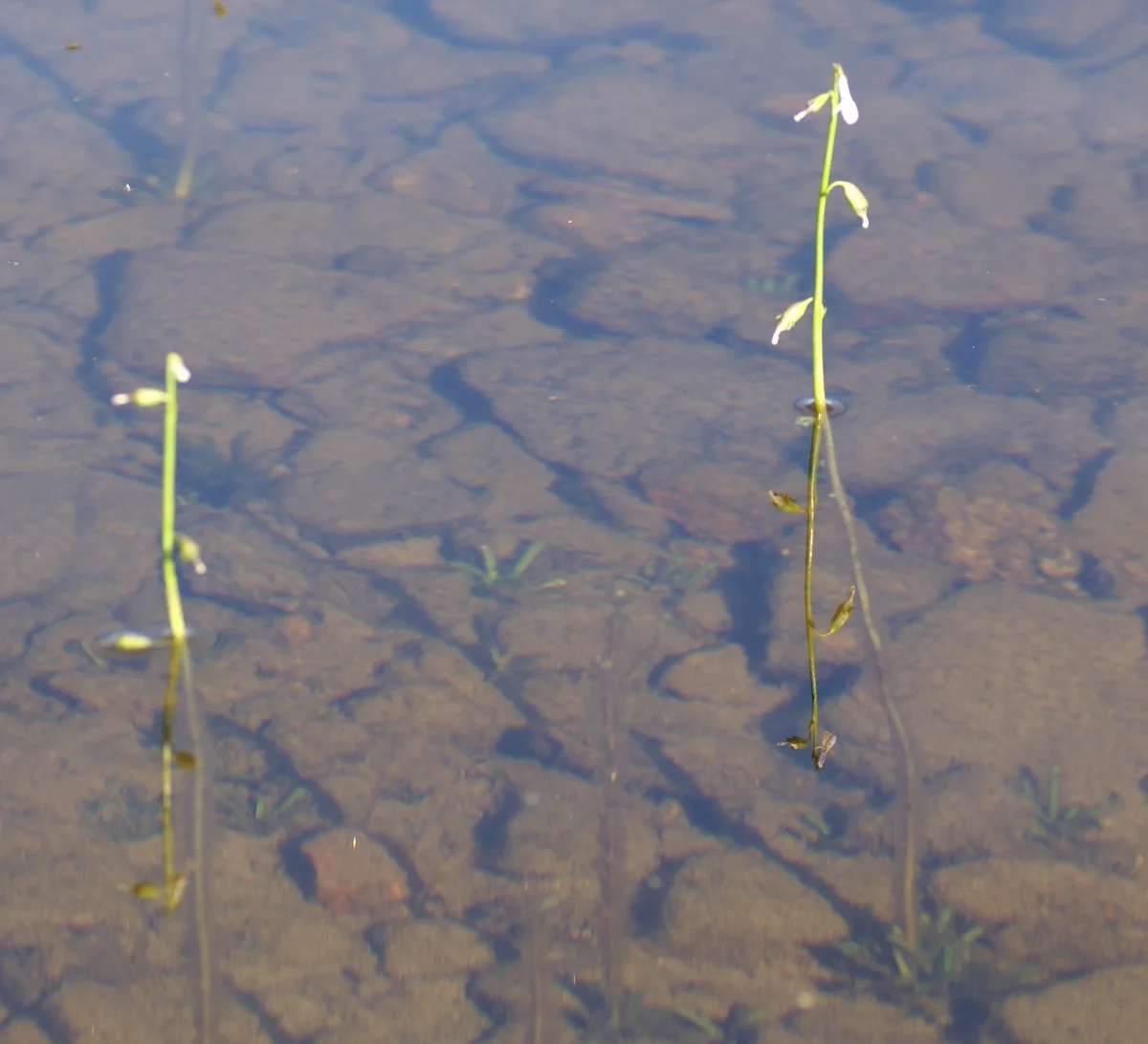 Brook Lobelia (Lobelia dortmanna)