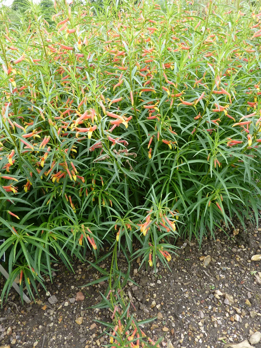 Mexican Lobelia (Lobelia laxiflora)
