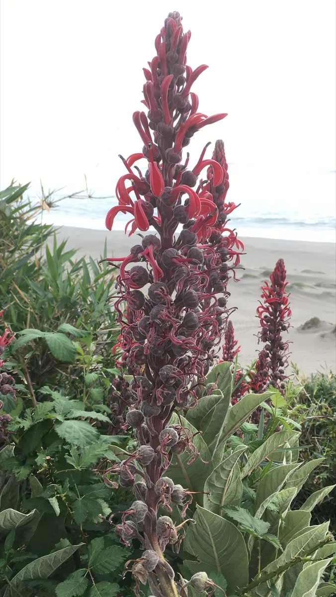 Volcano Lobelia (Lobelia tupa)