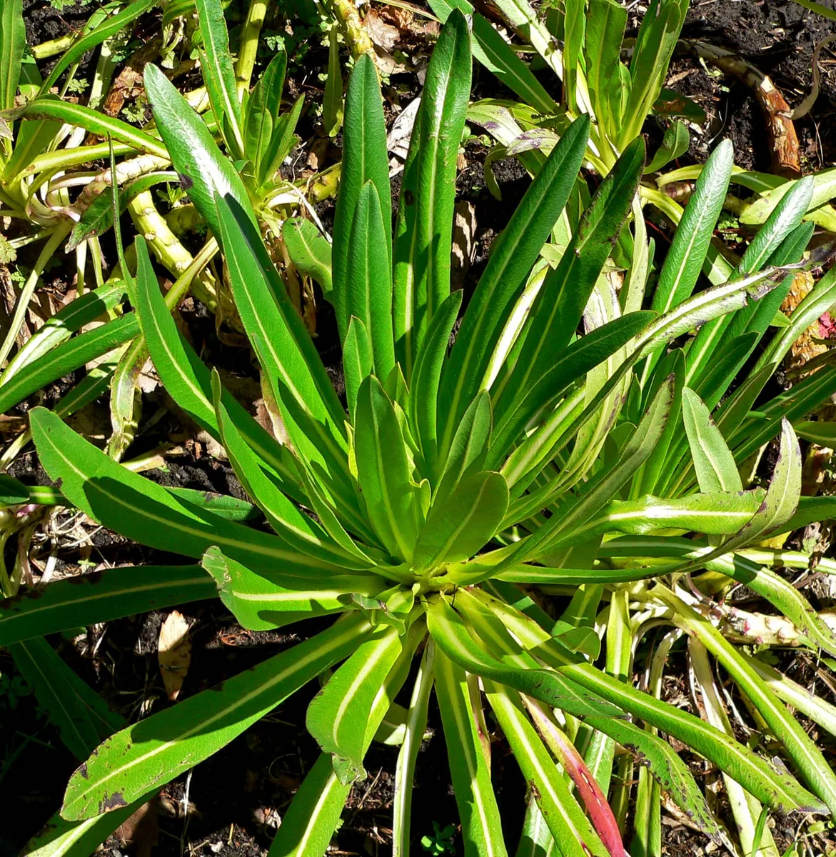 Tree Lobelia (Lobelia gibberoa)