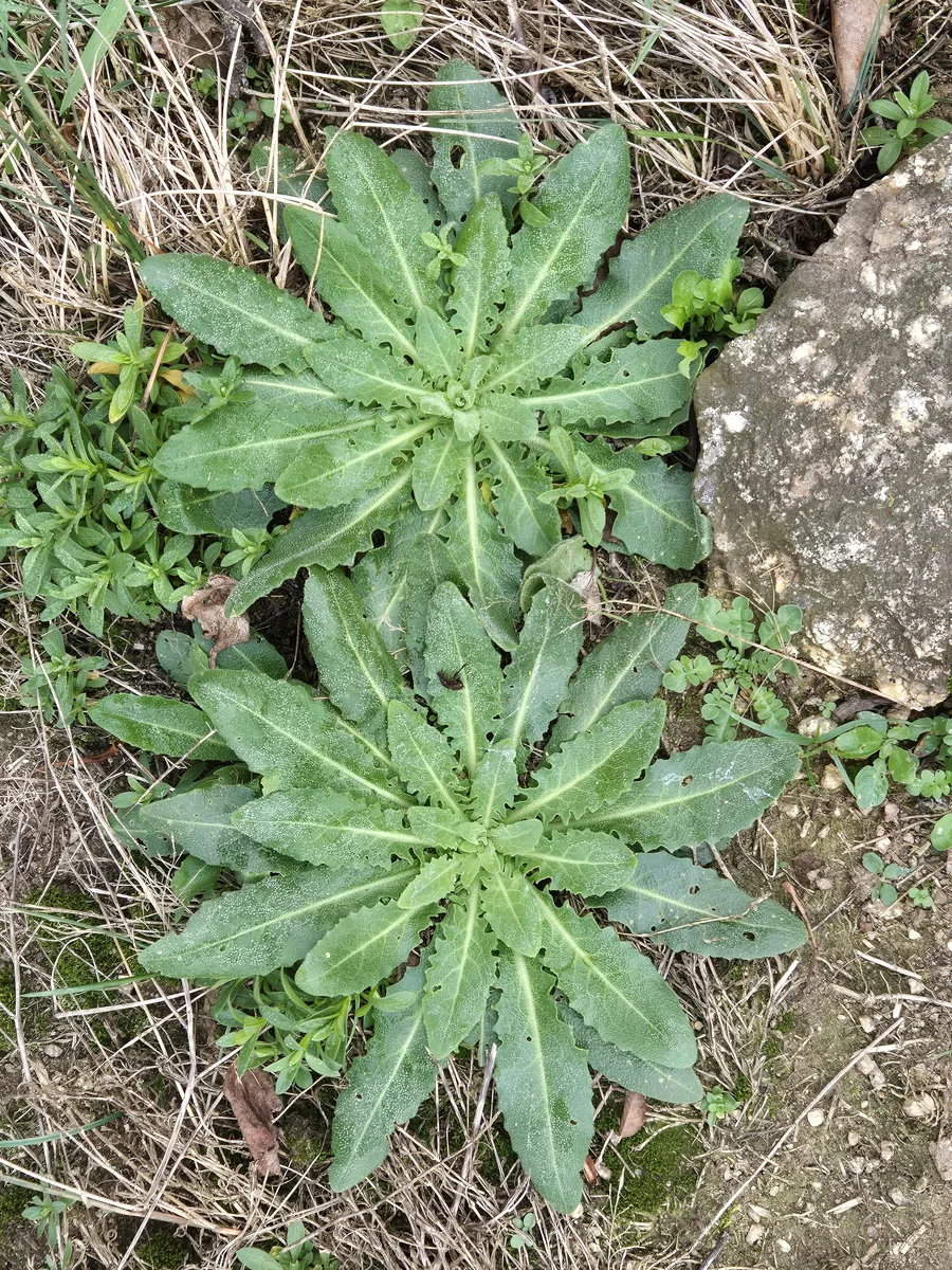 Tower Mustard (Turritis glabra)