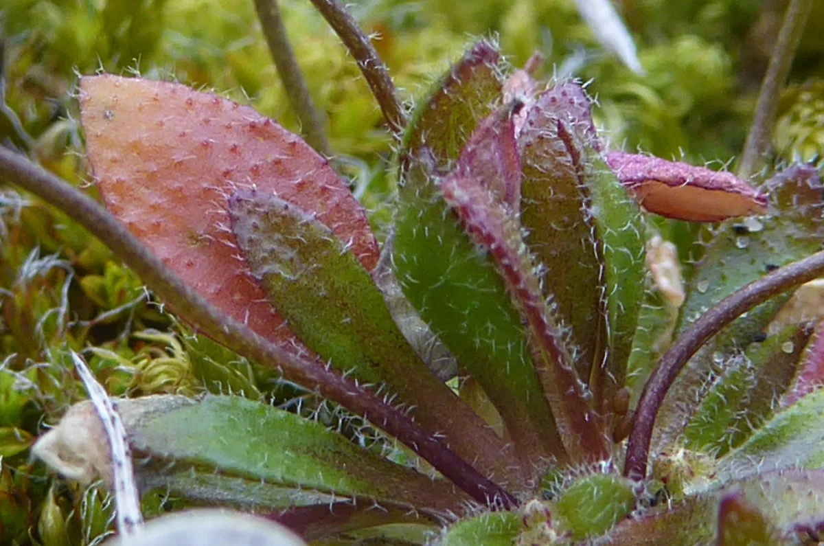 Spring Whitlow Grass