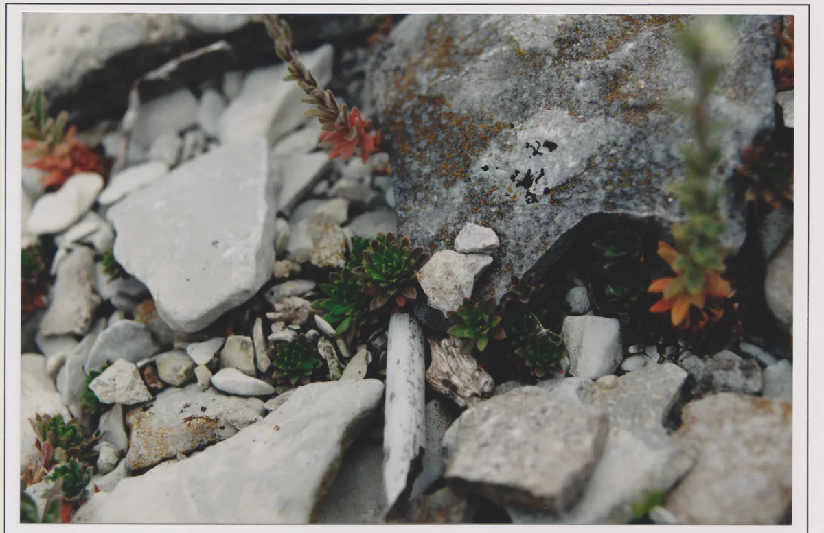 Hoary Whitlow Grass