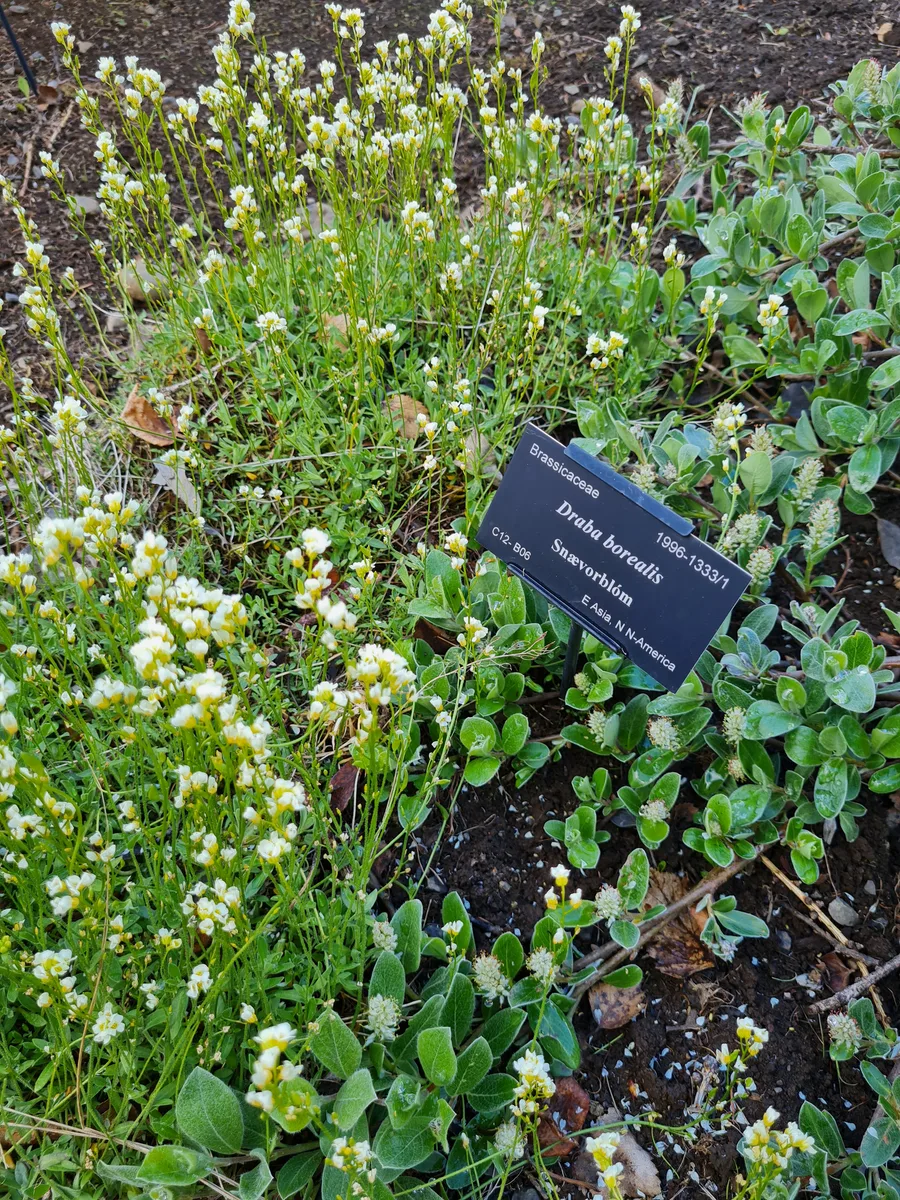 Northern Whitlow Grass