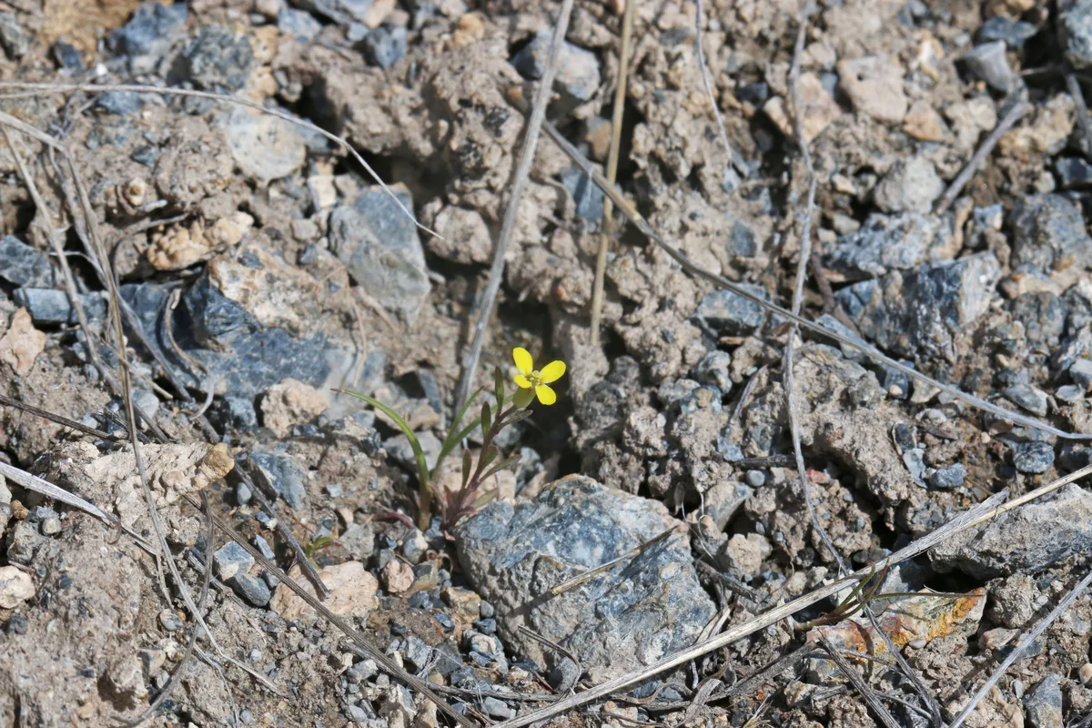 Sanddune Wallflower (Erysimum ammophilum)